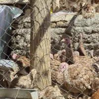 جوجه بوقلمون بوربون ۴ ماهه