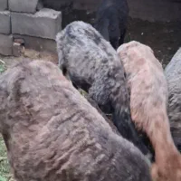 میش شال اصیل