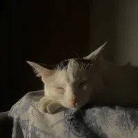 واگذاری دی اس اچ ماده|گربه|صدرا-فارس, فاز ۱|دیوار