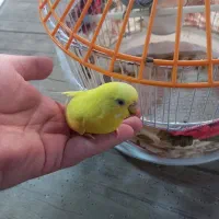 مرغ عشق|پرنده|رشت, شهریاران|دیوار