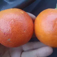 فروش پرتقال خونی تاراکو