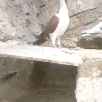 ساده سرخ دم