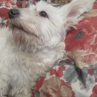 واگذاری ۲عدد سگ خانگی|سگ|تبریز, |دیوار