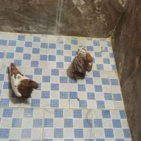 کفتر|پرنده|مشهد, دهشک|دیوار