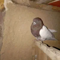 سه عدد طوقی سیاه|پرنده|چهاربرج, |دیوار