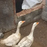 دوعددغازنر جوجه اردیبهشت۴۰۴