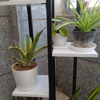 تعدادی گل باگلدون زامفولیا بلک گندمی و..|گل و گیاه طبیعی|بیرجند, |دیوار