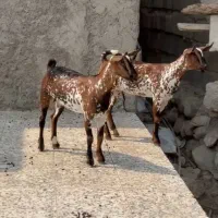 بزغاله خالص