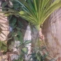 گل ذرتی تیغدار وفیل گوش