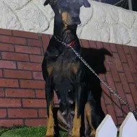 سگ دوبرمن ماده مشکی بلوطی|سگ|شیراز, تپه تلویزیون|دیوار