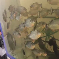 ماهی پیرانا شکم قرمز