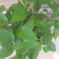 جو بذری درجه یک