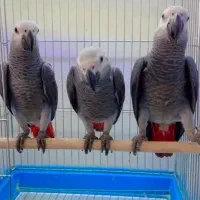 دنیای پرندگان|پرنده|شیراز, لب آب|دیوار