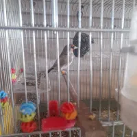 سهره|پرنده|سبزوار, اسلام آباد|دیوار