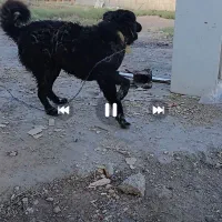 سگ گمشده