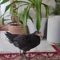 مرغ