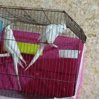 عروس هلندی البینو شرط خالص و مولد|پرنده|شادگان, |دیوار