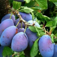 تولید نهال آلو بخارا