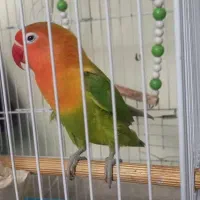 طوطی بریزیلی|پرنده|رشت, دیانتی|دیوار