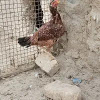 مرغ لاری|حیوانات مزرعه|جزنیک, |دیوار