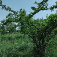 باغچه فروشی|فروش دفتر صنعتی، کشاورزی، تجاری|انزل, |دیوار