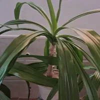 گل ذرتی|گل و گیاه طبیعی|کازرون, |دیوار