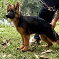 ژرمن ماده موبلند