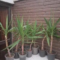 یوکا تنه در اندازه و ابعاد مختلف