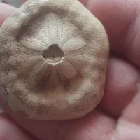 فسیل ستاره دریایی بسیار کم یاب و خاص