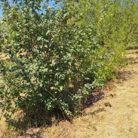 زمین آبی.اراضی و باغی|فروش زمین و ملک کلنگی|هیر, |دیوار