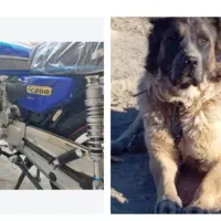 مژدگانی موتور سیکلت سگ گمشده