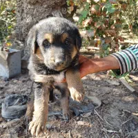 سگ ژرمن|سگ|شمیل, |دیوار