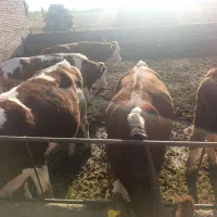 فروش 19ذاس گوساله ماده آبستن وپای کل