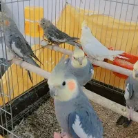 فروش انواع عروس هلندی