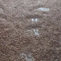 خریدار انواع بادام ب قیمت تجاری