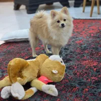 سگ پامرانین ۶ماهه