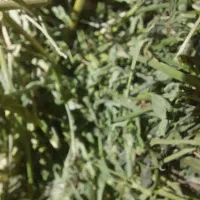 فروش قالب یونجه درجه 1.