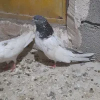 کبوتر گوباش
