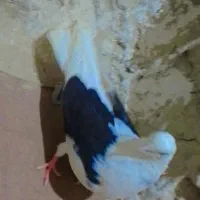 کبوتر دوکت موش|پرنده|هیرمند, |دیوار