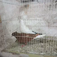 سرخ دم سفید چتن سیاه|پرنده|مشهد, شایه|دیوار