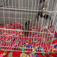 مرغ مینا|پرنده|نیشابور, مازول|دیوار