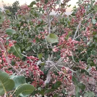 فروش باغ پسته