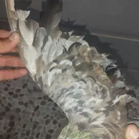 کبوتر سرور|پرنده|بهبهان, |دیوار