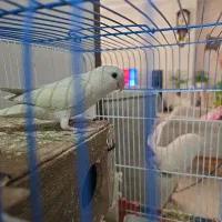 جوجه ۶ ماهه ماده کوتوله برزیلی مارال