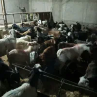 بزغاله نر  فروشی