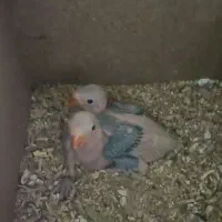 جوجه طوطی