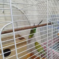 پرنده مرغ عشق|پرنده|چهاردانگه (تهران), |دیوار