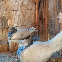 سلام خدمت دوستان عشقباز چند جفت حیوون فروشی