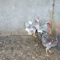 خروس طوسی گلین جوان|حیوانات مزرعه|شیراز, تل حسین‌آباد|دیوار