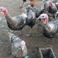 بوقلمون بالغ سالم سرحال